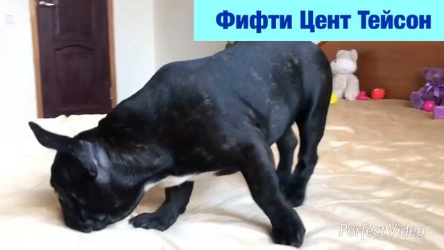 Бубалех Фифти Цент. Апрель 2021. смотреть онлайн