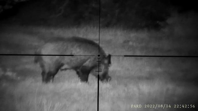 PARD NV007S. 80 mtrs смотреть онлайн