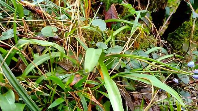 Сад в первоцветах, март в Сочи #сочинцы #первоцветысочи#лоо смотреть онлайн