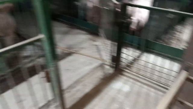 Обустройство станка для опороса. Станок для опороса своими руками.