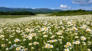 Ромашка белая - Валерий Малышев