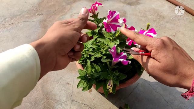 Get More Flowers In (Petunia) Plant//Dead Heading//Pinching🤏क्या है смотреть онлайн