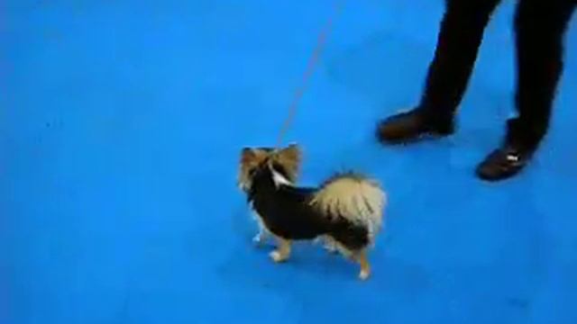 Киев-FCI-CACIB " ЗОЛОТЫЕ ВОРОТА - 2011 смотреть онлайн