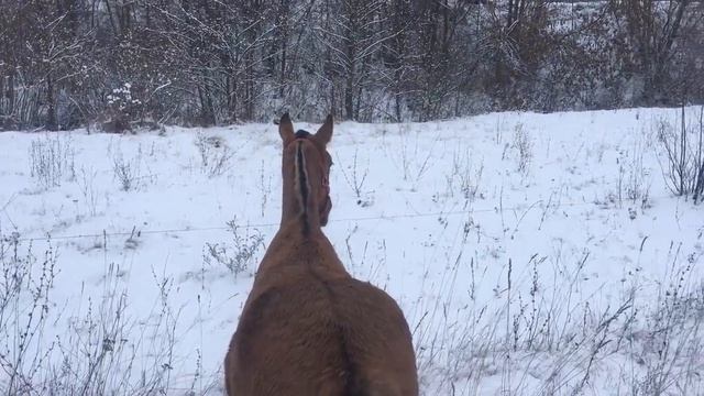 Жеребенок превращается в жеребца. На это можно смотреть вечно. Жизнь в деревне с лошадьми