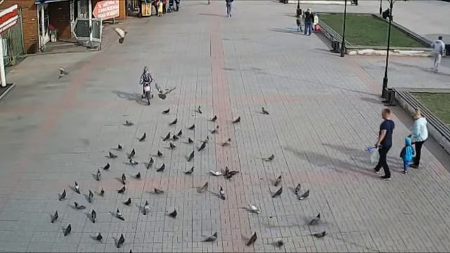 Маленькие Истории Голубь смотреть онлайн