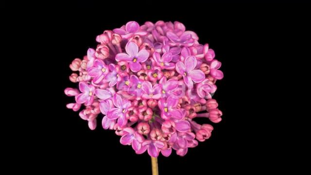Beautiful Time Lapse of Opening Violet Flower of Lilac on a Black Background | Stock Footage - E... смотреть онлайн