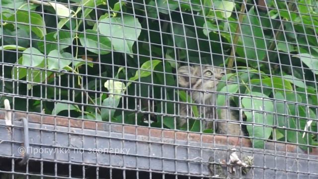 Манулы Намика и Шу наблюдают за вертолетами. Ленинградский зоопарк смотреть онлайн