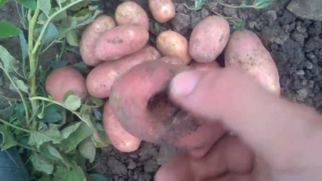 Аризона и Словянка,какая картошка лучше? смотреть онлайн