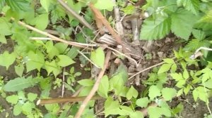 Обрезка ежевики весной после зимы.