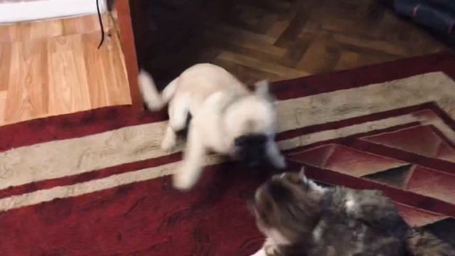 День влюблённых 😻🐶пикачу делает подарок 🎁 ❤️ смотреть онлайн