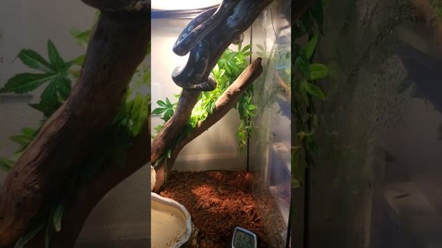 Title jungle carpet python and set up смотреть онлайн