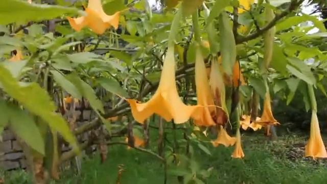 Yellow Brugmansia/angel's trumpets in bloom смотреть онлайн