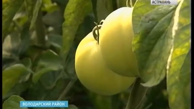 В Астраханской области вырастили пекинскую капусту и японскую редьку смотреть онлайн