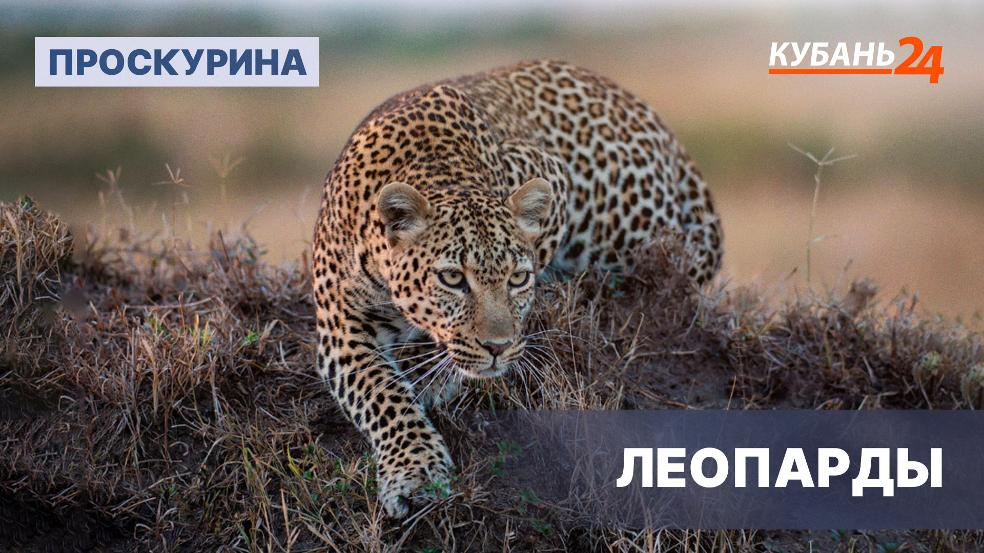 Леопарды | Проскурина