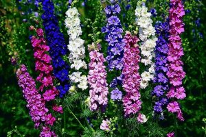 «Дельфиниум» РЕЛАКС АРТ-ТЕРАПИЯ ИМПРОВИЗАЦИЯ композитор Виктор Анохин #музыка #instrumental #цветы