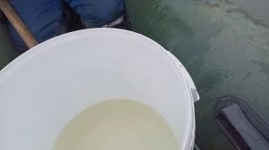 Как правильно купить малька форели!