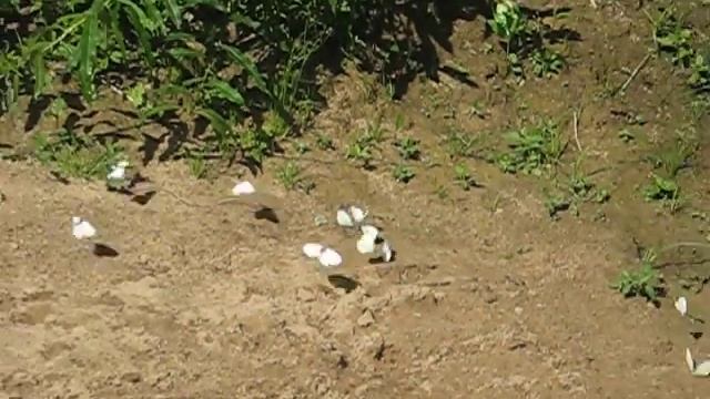 Бабочки летают смотреть онлайн