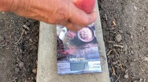 Поспел персик Гринсборо в Воронеже 27.07.2021. 4К