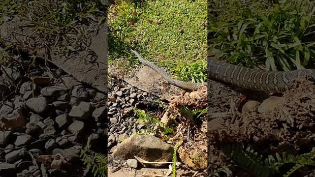 Python at home, slow and beautiful. смотреть онлайн