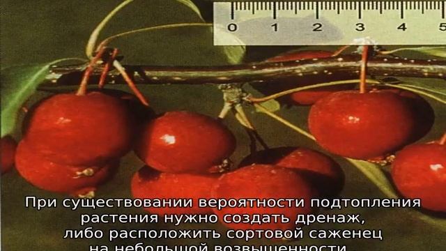 Яблоня Китайка Долго смотреть онлайн