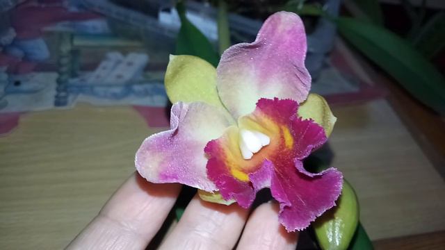 RLC Tzeng Wen Beauty 'Bright' от бутона до цветка. Опять орхидея каттлея пересорт. смотреть онлайн