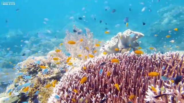 The Ocean 4K - Sea Animals For Relaxation, Beautiful Coral Reef Fish In The Ocean (4K ULTRA HD)