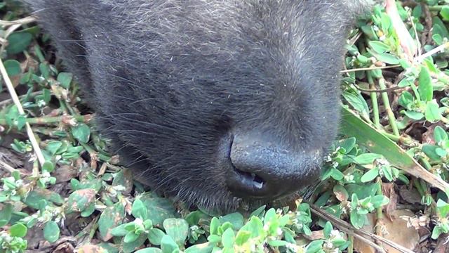 щенок часть 2 смотреть онлайн