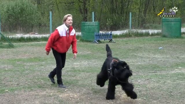 Команда ко мне, три типа собак, способность к дрессировке подзыву смотреть онлайн