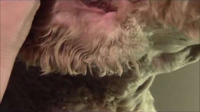 Dog Ear Plucking and Cleaning смотреть онлайн