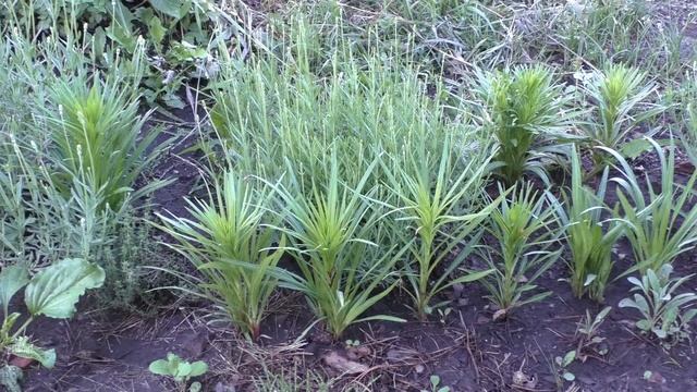 Лиатрис колосковый из семян / Liatris spicata from seeds смотреть онлайн