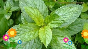Мята перечная Кубанская. Краткий обзор, описание характеристик, где купить саженцы mentha suaveolen