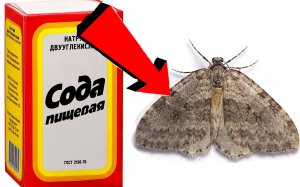 Как Быстро избавиться от моли За 3 Секунды!