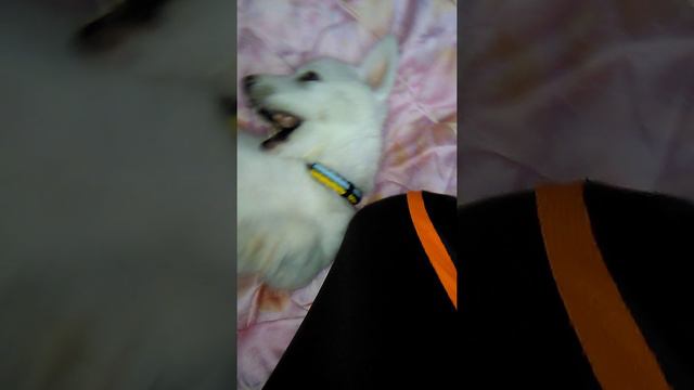 Мені купили щенка Хаски смотреть онлайн