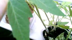 Помидоры уход за рассадой.Помидоры как правильно сажать рассаду.Как выращивать рассаду помидор