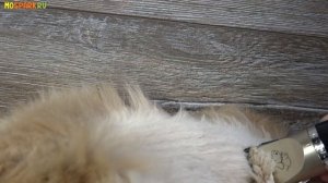 Как постричь кота, обзор машинки Baorun  для стрижки животных