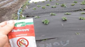 Как бороться с личинкой майского жука на клубнике