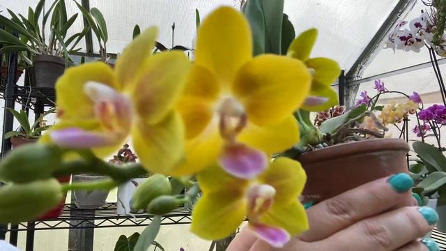 3 Favorite Fragrant Phalaenopsis In The Greenhouse! смотреть онлайн