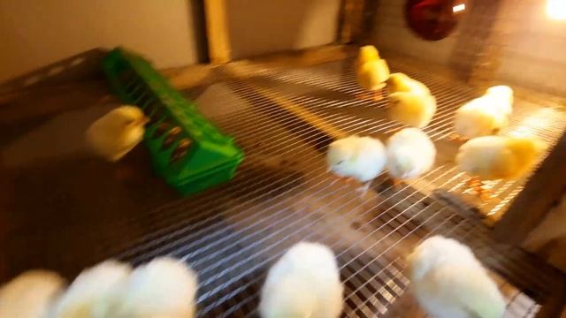 Полные клетки бройлеров. смотреть онлайн