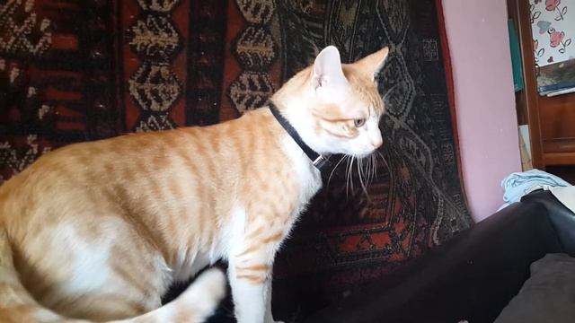 В Израиле первого января солнечно и тепло.Карина ловит солнечных зайчиков смотреть онлайн