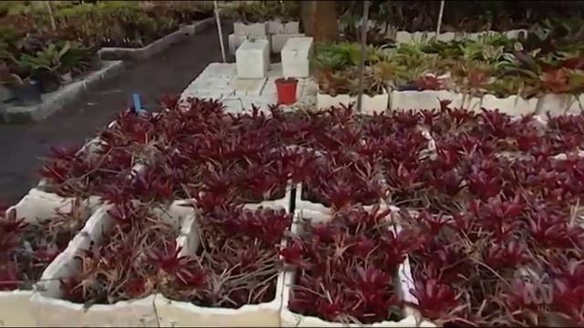 Gardeners' World -2023 Episode 171-Discover The Wildflowers Of Western Australia-Gardening Australi