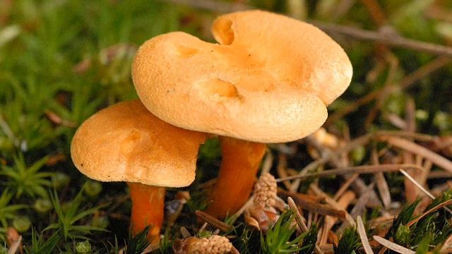 Hygrophoropsis Aurantiaca