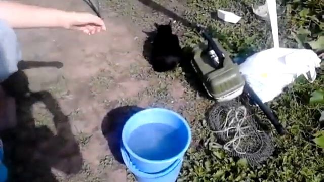 кошка ловит рыбу -2 смотреть онлайн