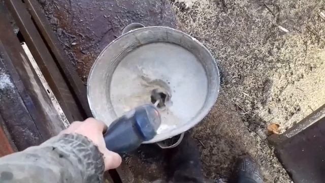 ПОРОСЯТАМ 14 ДНЕЙ. Какой вес и какие процедуры будем делать. смотреть онлайн