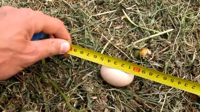 #186 (2018-05-17) размер яиц