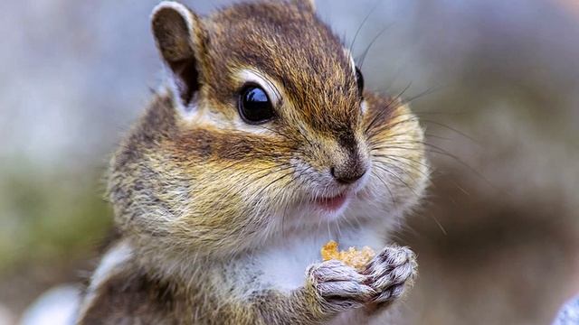 Хитрый бурундук. Г. Снегирёв смотреть онлайн