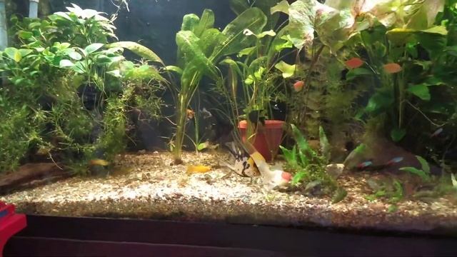 Переводим золотых рыбок в большой аквариум. смотреть онлайн