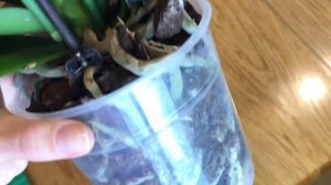 Как Поливать Орхидею Фаленопсис