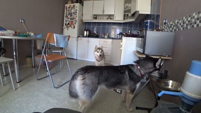 #васюки Помогаем другу с выгулом собак. О заведении второй собаки и переезде в Питер смотреть онлайн