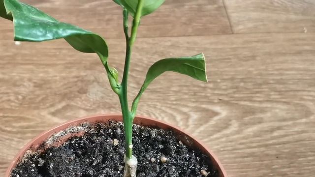 ОШИБКИ ПО УХОДУ ЗА ЦИТРУСАМИ ПОСЛЕ ПРИВИВКИ. смотреть онлайн