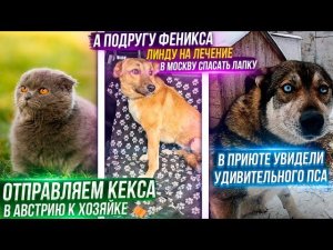 Наконец отправляем Кексика, а Линду исправлять ножку на операцию в Москву, увидели приют Ставрополя.